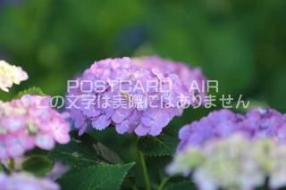 <img class='new_mark_img1' src='https://img.shop-pro.jp/img/new/icons1.gif' style='border:none;display:inline;margin:0px;padding:0px;width:auto;' />ܤʥݥȥAIRۺ̸Ʋλ۲֤2020ǯսϥϤ photo by MIRO