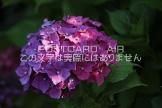 <img class='new_mark_img1' src='https://img.shop-pro.jp/img/new/icons1.gif' style='border:none;display:inline;margin:0px;padding:0px;width:auto;' />ܤʥݥȥAIRۺ̸Ʋλ۲֤2020ǯսϥϤ photo by MIRO