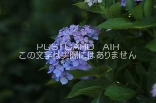 <img class='new_mark_img1' src='https://img.shop-pro.jp/img/new/icons1.gif' style='border:none;display:inline;margin:0px;padding:0px;width:auto;' />ܤʥݥȥAIRۺ̸Ʋλ۲֤2020ǯսϥϤ photo by MIRO