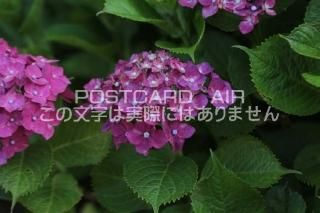 <img class='new_mark_img1' src='https://img.shop-pro.jp/img/new/icons1.gif' style='border:none;display:inline;margin:0px;padding:0px;width:auto;' />ܤʥݥȥAIRۺ̸Ʋλ۲֤2020ǯսϥϤ photo by MIRO