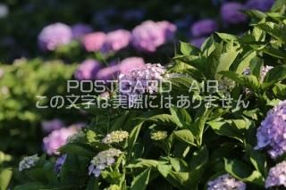 <img class='new_mark_img1' src='https://img.shop-pro.jp/img/new/icons1.gif' style='border:none;display:inline;margin:0px;padding:0px;width:auto;' />ܤʥݥȥAIRۺ̸Ʋλ۲֤2020ǯսϥϤ photo by MIRO