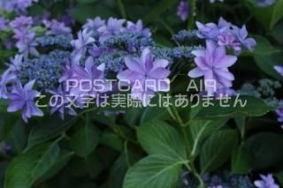 <img class='new_mark_img1' src='https://img.shop-pro.jp/img/new/icons1.gif' style='border:none;display:inline;margin:0px;padding:0px;width:auto;' />ܤʥݥȥAIRۺ̸Ʋλ۲֤2020ǯսϥϤ photo by MIRO