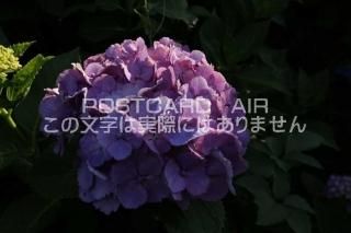 <img class='new_mark_img1' src='https://img.shop-pro.jp/img/new/icons1.gif' style='border:none;display:inline;margin:0px;padding:0px;width:auto;' />ܤʥݥȥAIRۺ̸Ʋλ۲֤2020ǯսϥϤ photo by MIRO