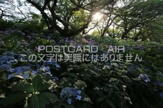 <img class='new_mark_img1' src='https://img.shop-pro.jp/img/new/icons1.gif' style='border:none;display:inline;margin:0px;padding:0px;width:auto;' />ܤʥݥȥAIRۺ̸Ʋλ۲֤2020ǯսϥϤ photo by MIRO