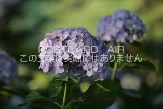<img class='new_mark_img1' src='https://img.shop-pro.jp/img/new/icons1.gif' style='border:none;display:inline;margin:0px;padding:0px;width:auto;' />ܤʥݥȥAIRۺ̸Ʋλ۲֤2020ǯսϥϤ photo by MIRO