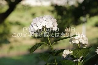 <img class='new_mark_img1' src='https://img.shop-pro.jp/img/new/icons1.gif' style='border:none;display:inline;margin:0px;padding:0px;width:auto;' />ܤʥݥȥAIRۺ̸Ʋλ۲֤2020ǯսϥϤ photo by MIRO