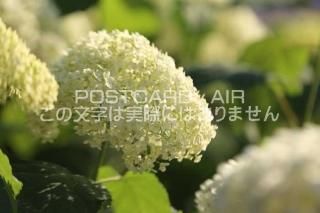 <img class='new_mark_img1' src='https://img.shop-pro.jp/img/new/icons1.gif' style='border:none;display:inline;margin:0px;padding:0px;width:auto;' />ܤʥݥȥAIRۺ̸Ʋ򤤻۲֤2020ǯսϥϤ photo by MIRO