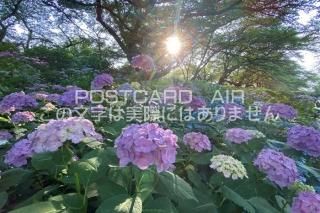 <img class='new_mark_img1' src='https://img.shop-pro.jp/img/new/icons1.gif' style='border:none;display:inline;margin:0px;padding:0px;width:auto;' />ܤʥݥȥAIRۺ̸Ʋθ굱ġλ۲֤2020ǯսϥϤ photo by MIRO