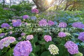 <img class='new_mark_img1' src='https://img.shop-pro.jp/img/new/icons1.gif' style='border:none;display:inline;margin:0px;padding:0px;width:auto;' />ܤʥݥȥAIRۺ̸Ʋθ굱ġλ۲֤2020ǯսϥϤ photo by MIRO