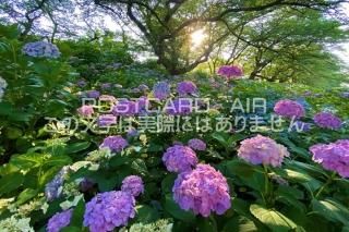 <img class='new_mark_img1' src='https://img.shop-pro.jp/img/new/icons1.gif' style='border:none;display:inline;margin:0px;padding:0px;width:auto;' />ܤʥݥȥAIRۺ̸Ʋθ굱ġλ۲֤2020ǯսϥϤ photo by MIRO
