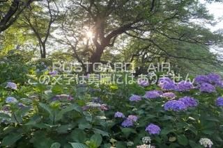 <img class='new_mark_img1' src='https://img.shop-pro.jp/img/new/icons1.gif' style='border:none;display:inline;margin:0px;padding:0px;width:auto;' />ܤʥݥȥAIRۺ̸Ʋθ굱ġλ۲֤2020ǯսϥϤ photo by MIRO