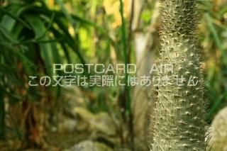 <img class='new_mark_img1' src='https://img.shop-pro.jp/img/new/icons1.gif' style='border:none;display:inline;margin:0px;padding:0px;width:auto;' />ڿʪΥݥȥAIRۥܥƥ󥵥ܥƥսϥϤ photo by MIRO
