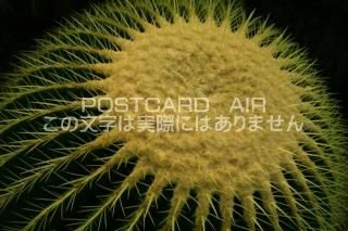<img class='new_mark_img1' src='https://img.shop-pro.jp/img/new/icons1.gif' style='border:none;display:inline;margin:0px;padding:0px;width:auto;' />ڿʪΥݥȥAIRۥܥƥ󥵥ܥƥսϥϤ photo by MIRO