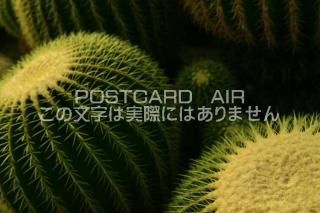 <img class='new_mark_img1' src='https://img.shop-pro.jp/img/new/icons1.gif' style='border:none;display:inline;margin:0px;padding:0px;width:auto;' />ڿʪΥݥȥAIRۥܥƥ󥵥ܥƥսϥϤ photo by MIRO