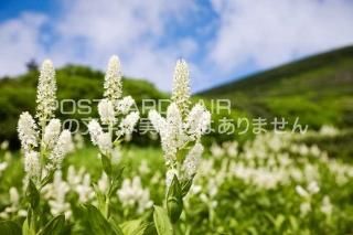 <img class='new_mark_img1' src='https://img.shop-pro.jp/img/new/icons1.gif' style='border:none;display:inline;margin:0px;padding:0px;width:auto;' />ܤʥݥȥɤAIR 򻳻ԡ򻳤ΥХΥݥȥսϤϥPhotoby.com