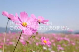 <img class='new_mark_img1' src='https://img.shop-pro.jp/img/new/icons1.gif' style='border:none;display:inline;margin:0px;padding:0px;width:auto;' />ܤʥݥȥAIRɸึԡ⥹ΥݥȥսϤϥPhotoby.com