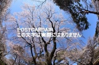 <img class='new_mark_img1' src='https://img.shop-pro.jp/img/new/icons1.gif' style='border:none;display:inline;margin:0px;padding:0px;width:auto;' />ܤʥݥȥAIRۺ̸޻ܸκս2020ǯϥϤ photo by MIRO