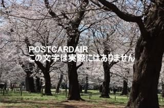 <img class='new_mark_img1' src='https://img.shop-pro.jp/img/new/icons1.gif' style='border:none;display:inline;margin:0px;padding:0px;width:auto;' />ܤʥݥȥAIRۺ̸޻ܸκս2021ǯϥϤ photo by MIRO