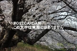 <img class='new_mark_img1' src='https://img.shop-pro.jp/img/new/icons1.gif' style='border:none;display:inline;margin:0px;padding:0px;width:auto;' />ܤʥݥȥAIRۺ̸ԸƲκκս2021ǯϥϤ photo by MIRO