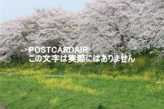 <img class='new_mark_img1' src='https://img.shop-pro.jp/img/new/icons1.gif' style='border:none;display:inline;margin:0px;padding:0px;width:auto;' />ܤʥݥȥAIRۺ̸뷴κȺڤβ2021ǯսϥϤ photo by MIRO
