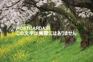 <img class='new_mark_img1' src='https://img.shop-pro.jp/img/new/icons1.gif' style='border:none;display:inline;margin:0px;padding:0px;width:auto;' />ܤʥݥȥAIRۺ̸뷴κȺڤβ2021ǯսϥϤ photo by MIRO