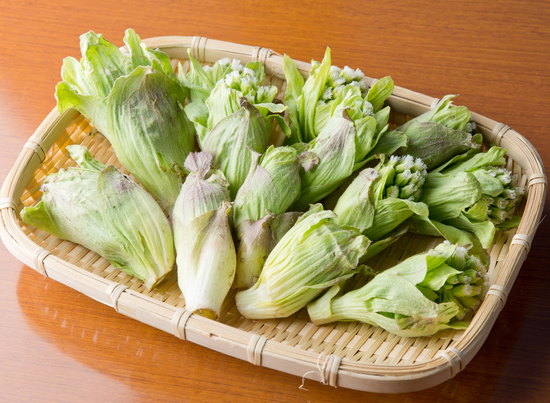 天然ふきのとう 天然山菜を直宅へお届け 秋田の源流山菜