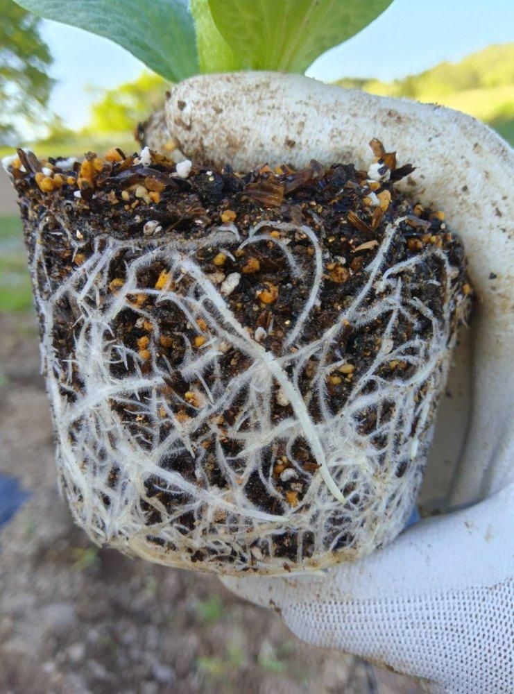 肥美 ツチカラ / ヒフミ堆肥『ミ』20L（4Kg） - 自然食COTAN / コタン