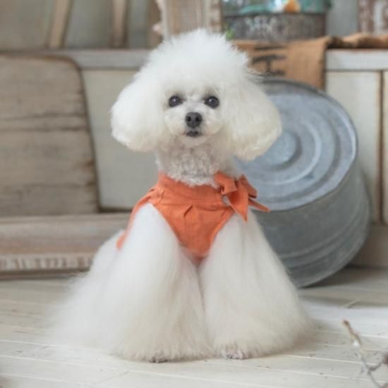 pp closetドレス 37 pp closet dress サイズ37 | 犬服 pp closetドレス 37