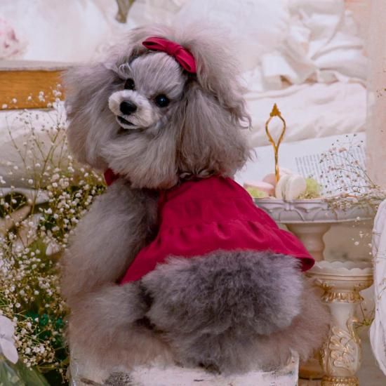 Charlotte's Dress 赤いクマデザイン犬服 CHARLOTTE DRESS - pp*closet