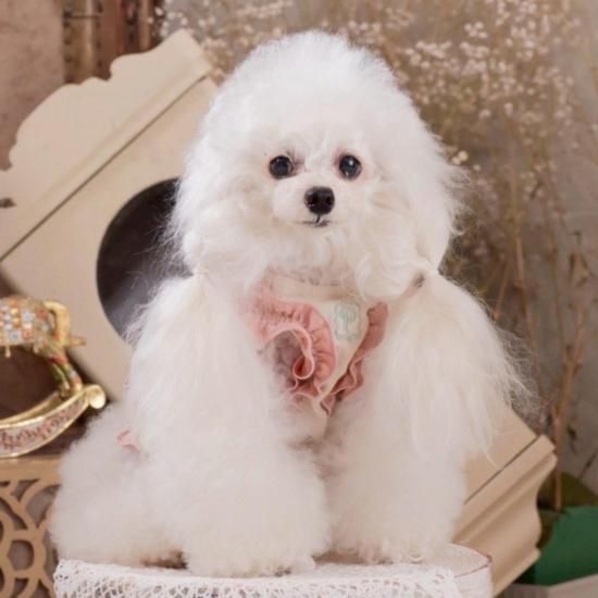 PP* closet PUFF DOLL パフドール 試着のみ 40サイズ PUFF DOLL｜PP*CLOSET