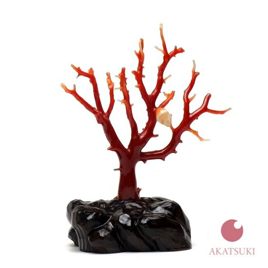 日本産赤珊瑚 拝見 - 宝石珊瑚の卸屋【暁 - Akatsuki -】