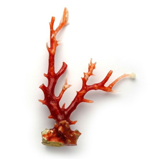 日本産赤珊瑚 ルース - 宝石珊瑚の卸屋【暁 - Akatsuki -】