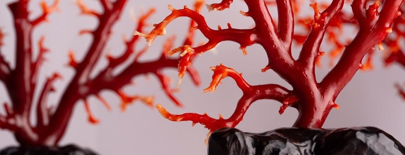 宝石珊瑚の卸屋【暁 - Akatsuki -】