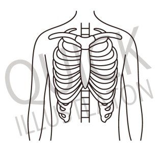 肋骨　イラスト(レントゲン写真、人体、体内)