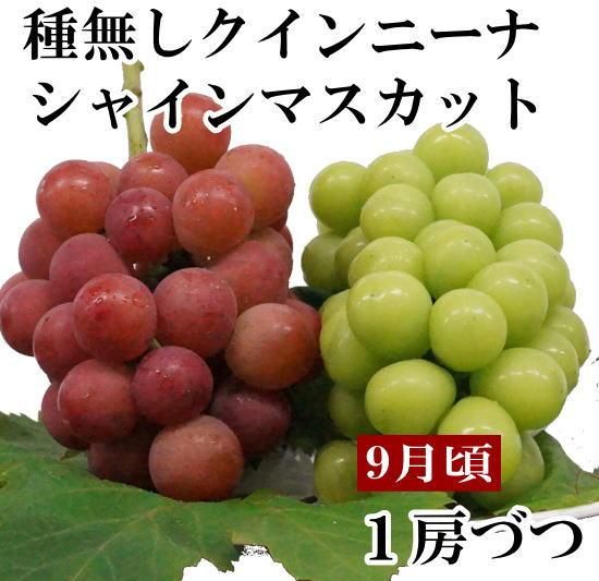 #1 山梨県産　シャインマスカット　我が道 スカーレット　クインニーナ　2kg b184fe2c9416d1774a0ca6a7ad40d6