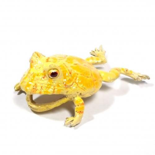 ツノガエル ツノガエル