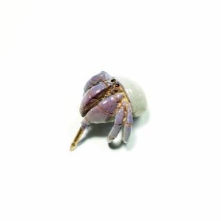 Ninaڥ饵ɥCoenobita purpureusɤΥ֥ 