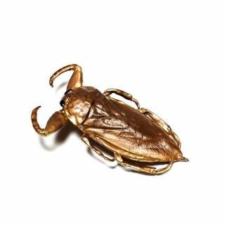 Ϥޤ1ջԲġNinaڥKirkaldyia deyrolli ɤΥ֥ 