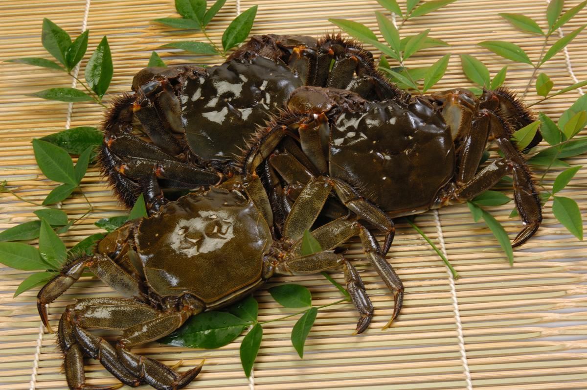 天然モクズガニ 林屋川魚店