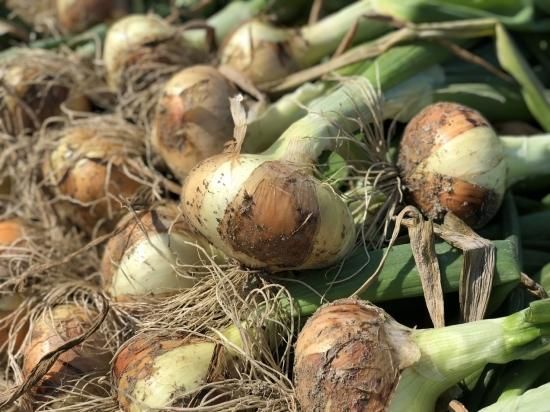 コロナで困っています なにわの伝統野菜 泉州黄玉葱 10kg 消費税 送料込 三浦農園オンラインショップ コロナで困っています なにわの伝統野菜 泉州黄玉葱 10kg 消費税 送料込 三浦農園オンラインショップ