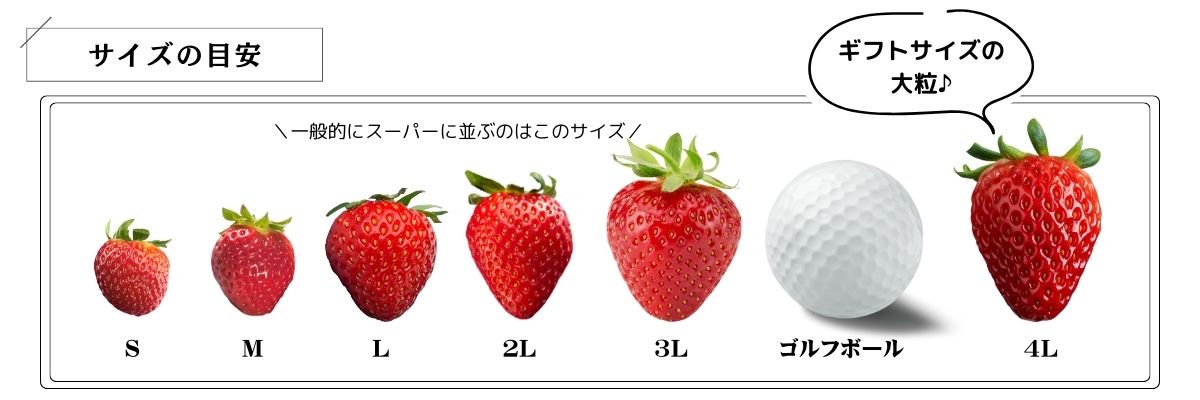 イチゴのサイズ目安表 4L