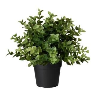 IKEA ͹տʪ 쥬 3 9cm z60375166 FEJKA ե