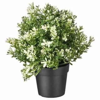 IKEA  ͹տʪ  9cm z40375167 FEJKA ե