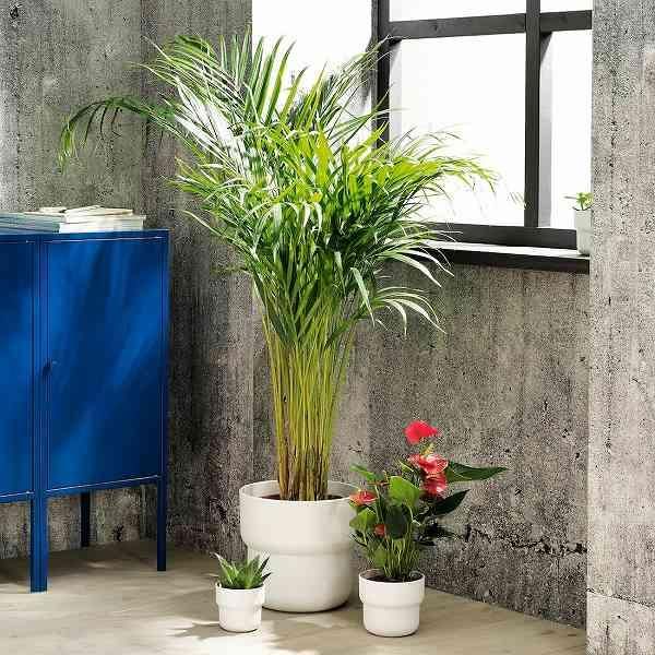 Ikea イケア 鉢カバー 室内 屋外用 ホワイト 24cm N Forenlig 株式会社クレール Ikeaイケアの製品を全国送料無料でお届け ネット通販