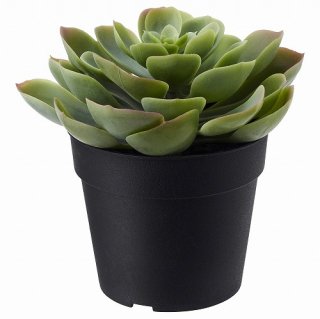 IKEA  ͹տʪ   Succulent 9x12cm m70395296 FEJKA 