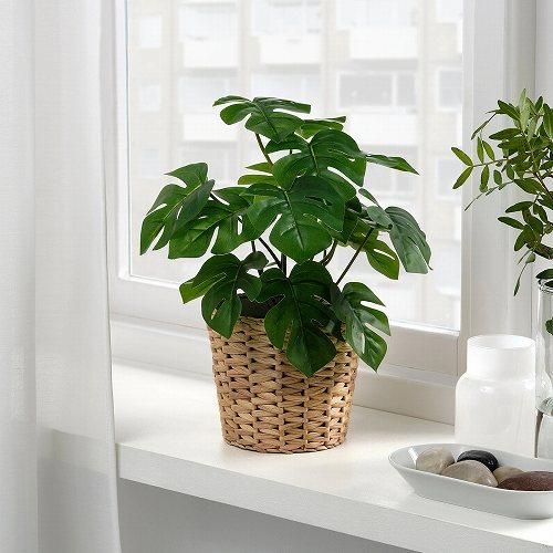 Ikea イケア 人工観葉植物 室内 屋外用 モンステラ 12x32cm M Fejka 株式会社クレール Ikeaイケアの製品を全国送料無料でお届け ネット通販 Ikea イケア 人工観葉植物 室内 屋外用 モンステラ 12x32cm M Fejka 株式会社クレール Ikeaイケアの製品を全国送料無料でお届け ネット通販