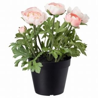 IKEA  ͹տʪ 4   ʥ󥭥饹 ԥ 12x25cm m90395318 FEJKA ե