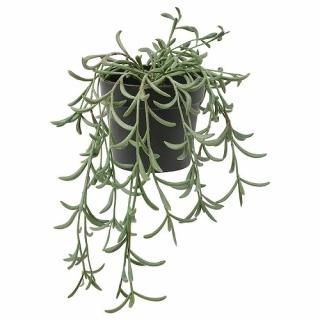 IKEA  ͹տʪ   ͥǥ󥹥Хʥ Ĥ겼 9cm m10508404 FEJKA ե