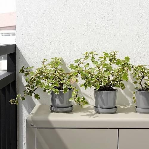 IKEA イケア 植木鉢 受け皿付き 室内 屋外用 グレー 9cm