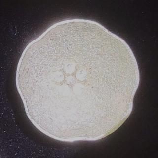 ߤβ-ۤ礳